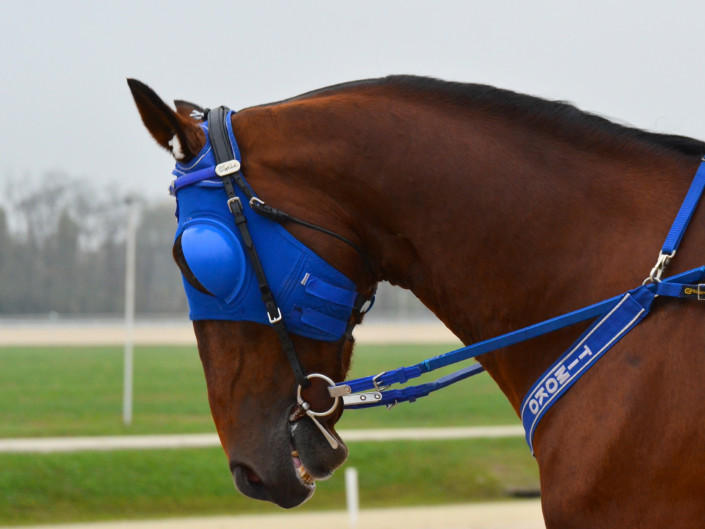 Timoko